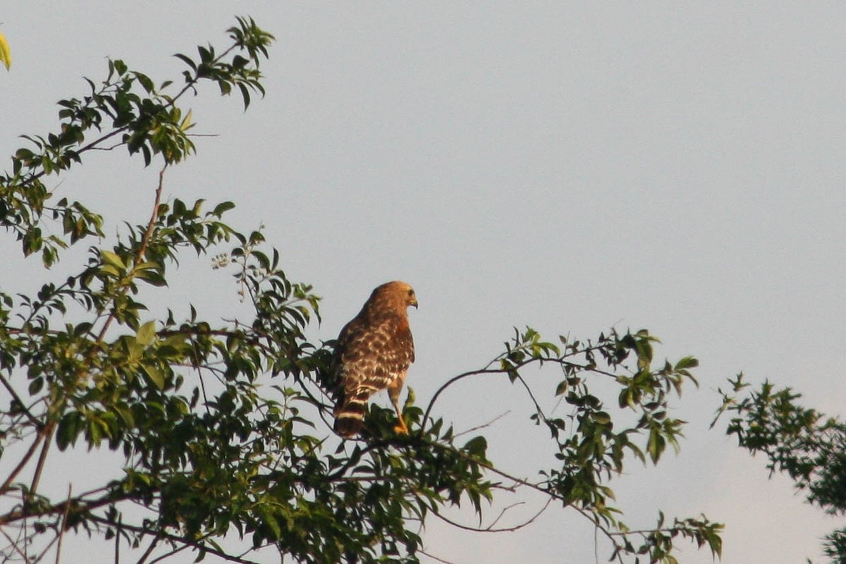 Red-shouldered Hawk - Katrina Klempa