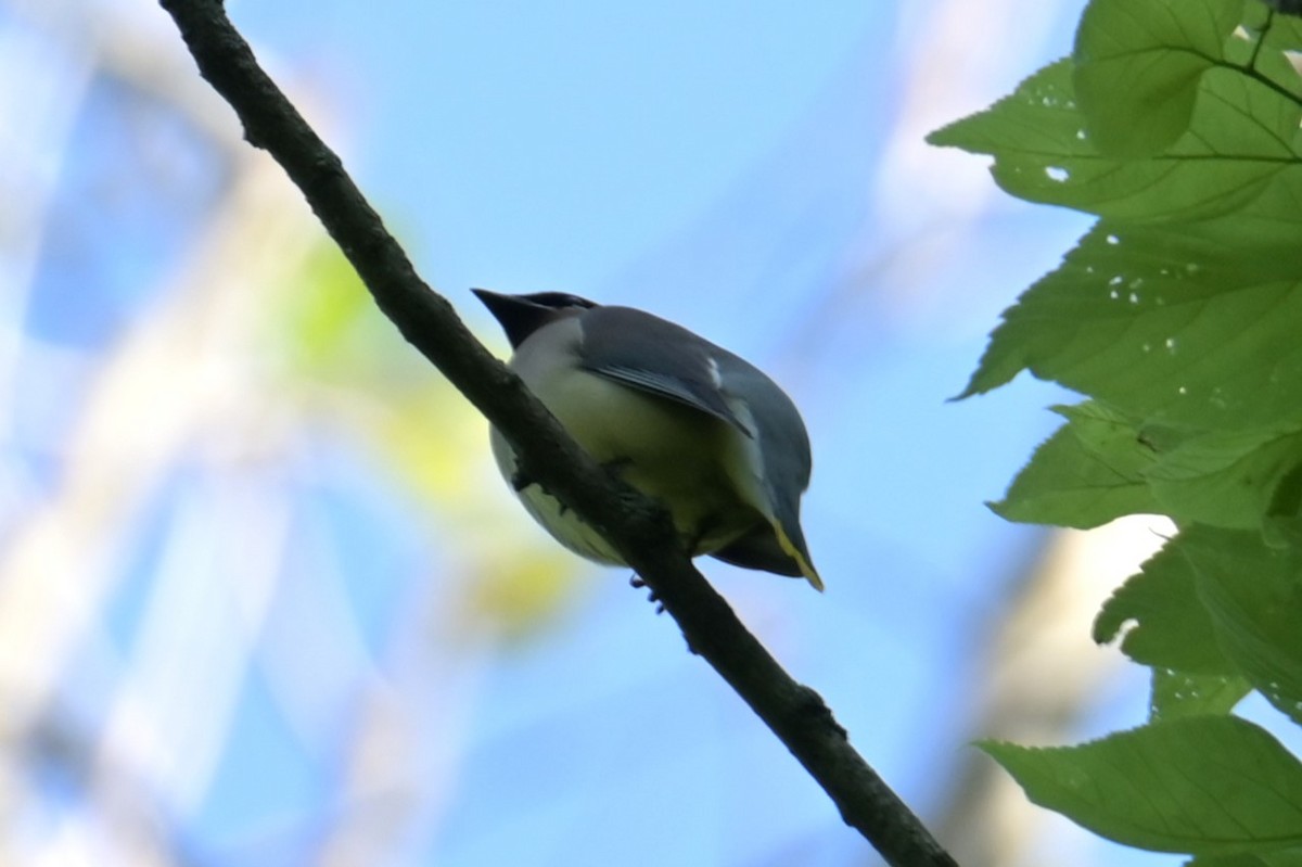 Cedar Waxwing - Nicolle and H-Boon Lee