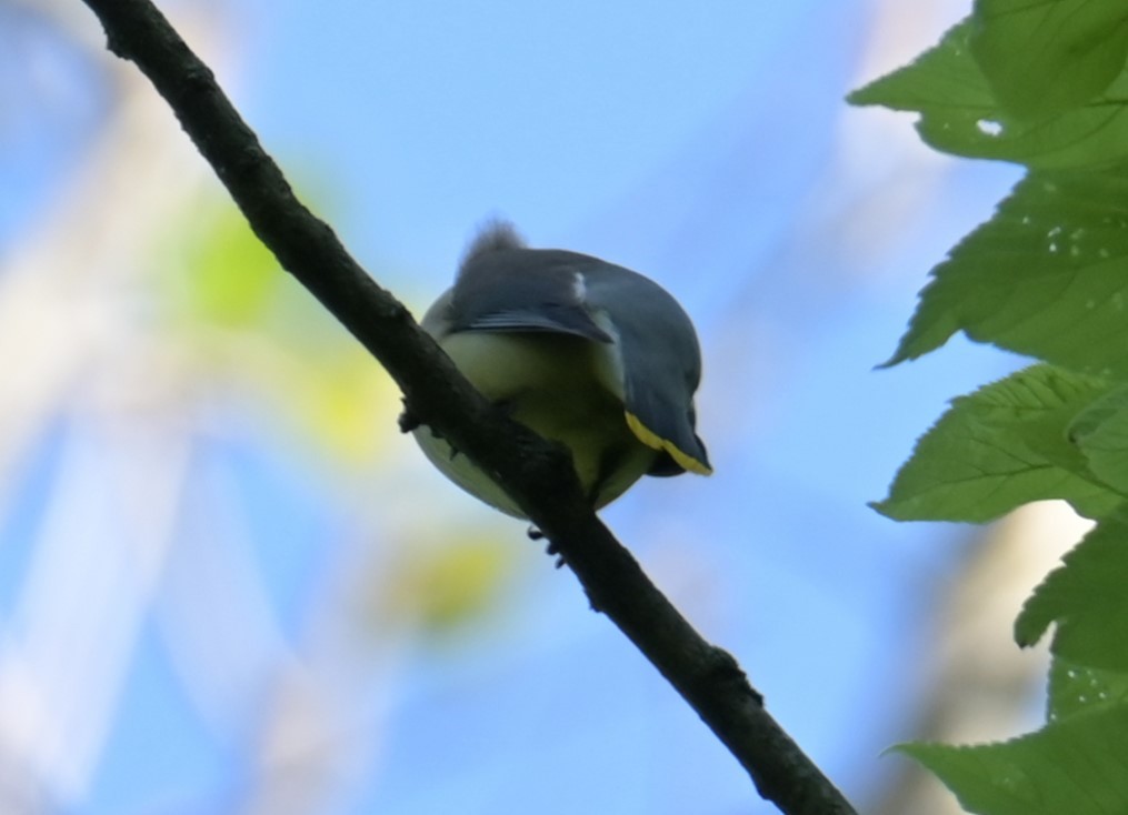 Cedar Waxwing - Nicolle and H-Boon Lee