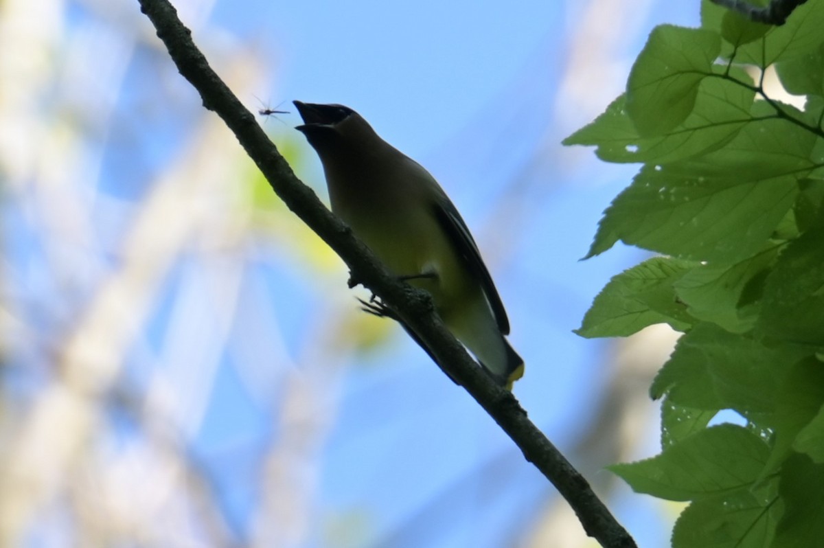 Cedar Waxwing - Nicolle and H-Boon Lee