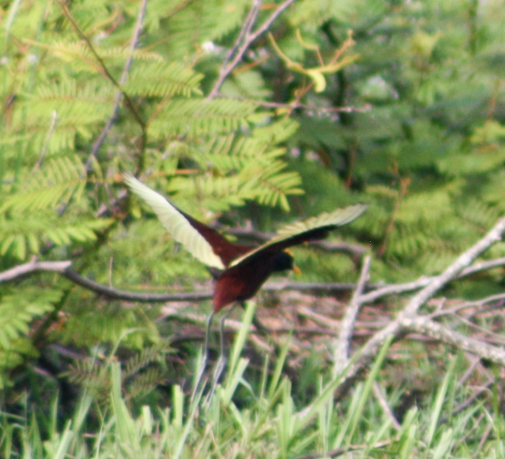 Northern Jacana - ML619473943