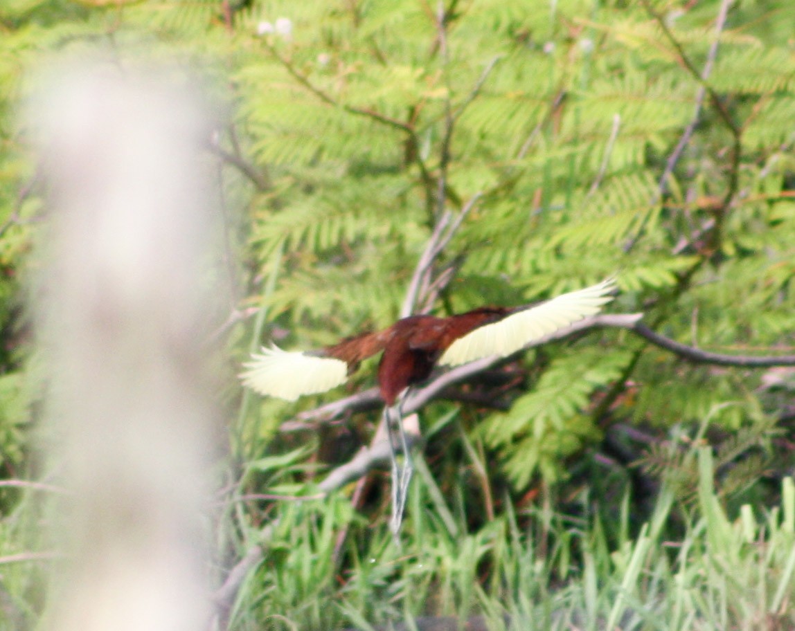 Northern Jacana - Serguei Alexander López Perez