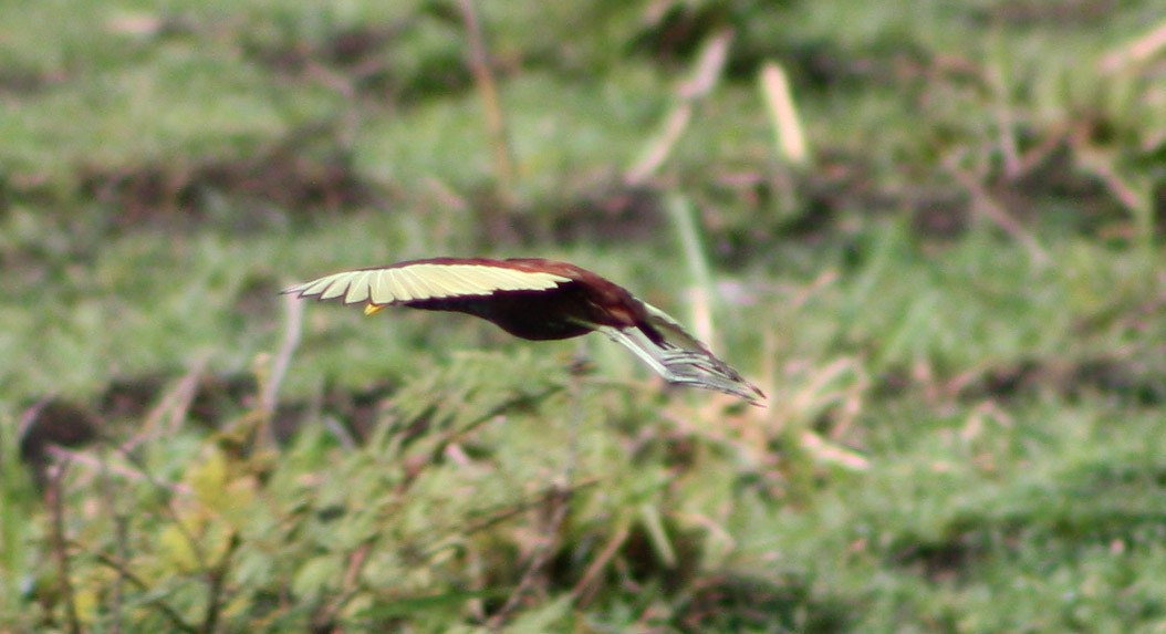 Northern Jacana - Serguei Alexander López Perez