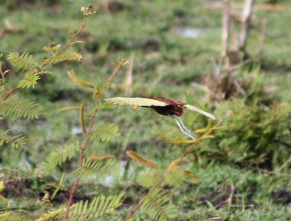 Northern Jacana - Serguei Alexander López Perez