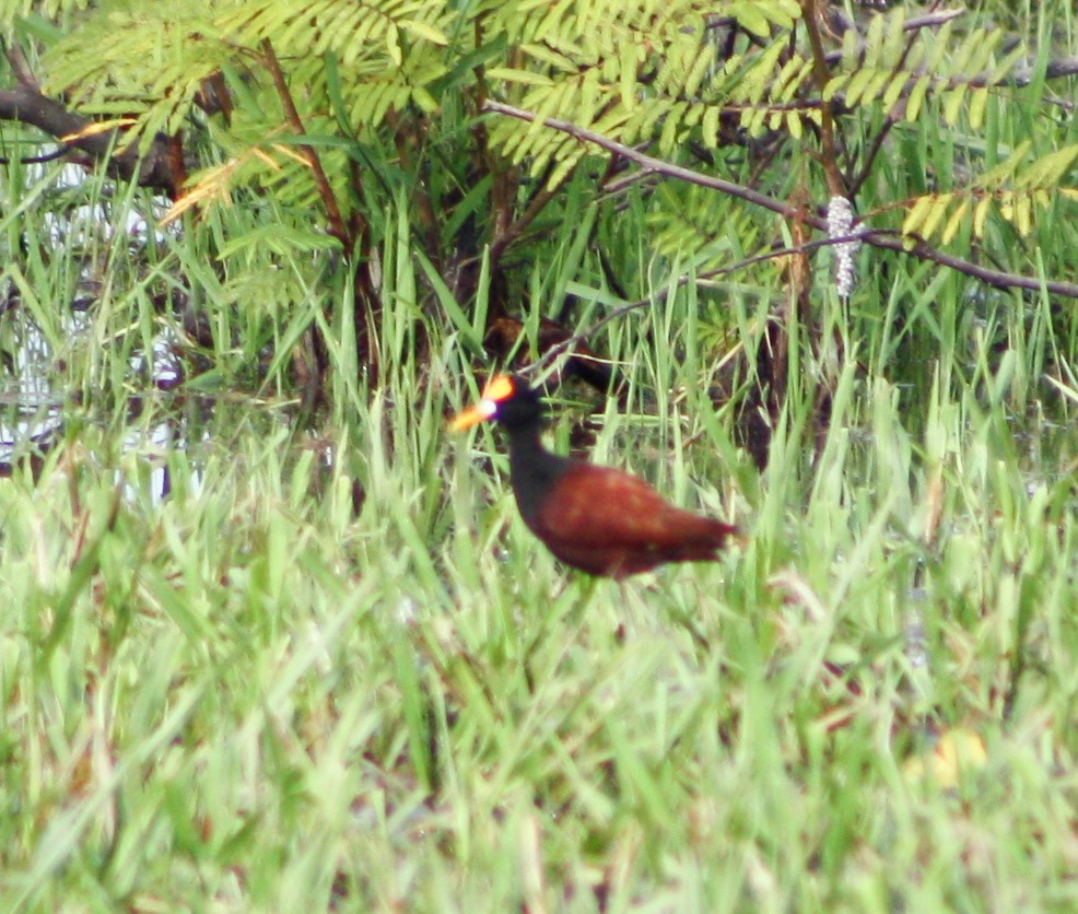 Northern Jacana - Serguei Alexander López Perez