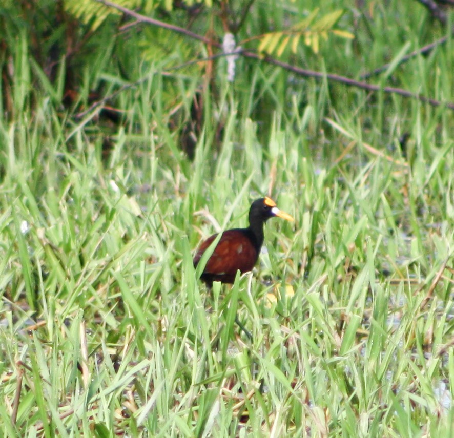 Northern Jacana - Serguei Alexander López Perez