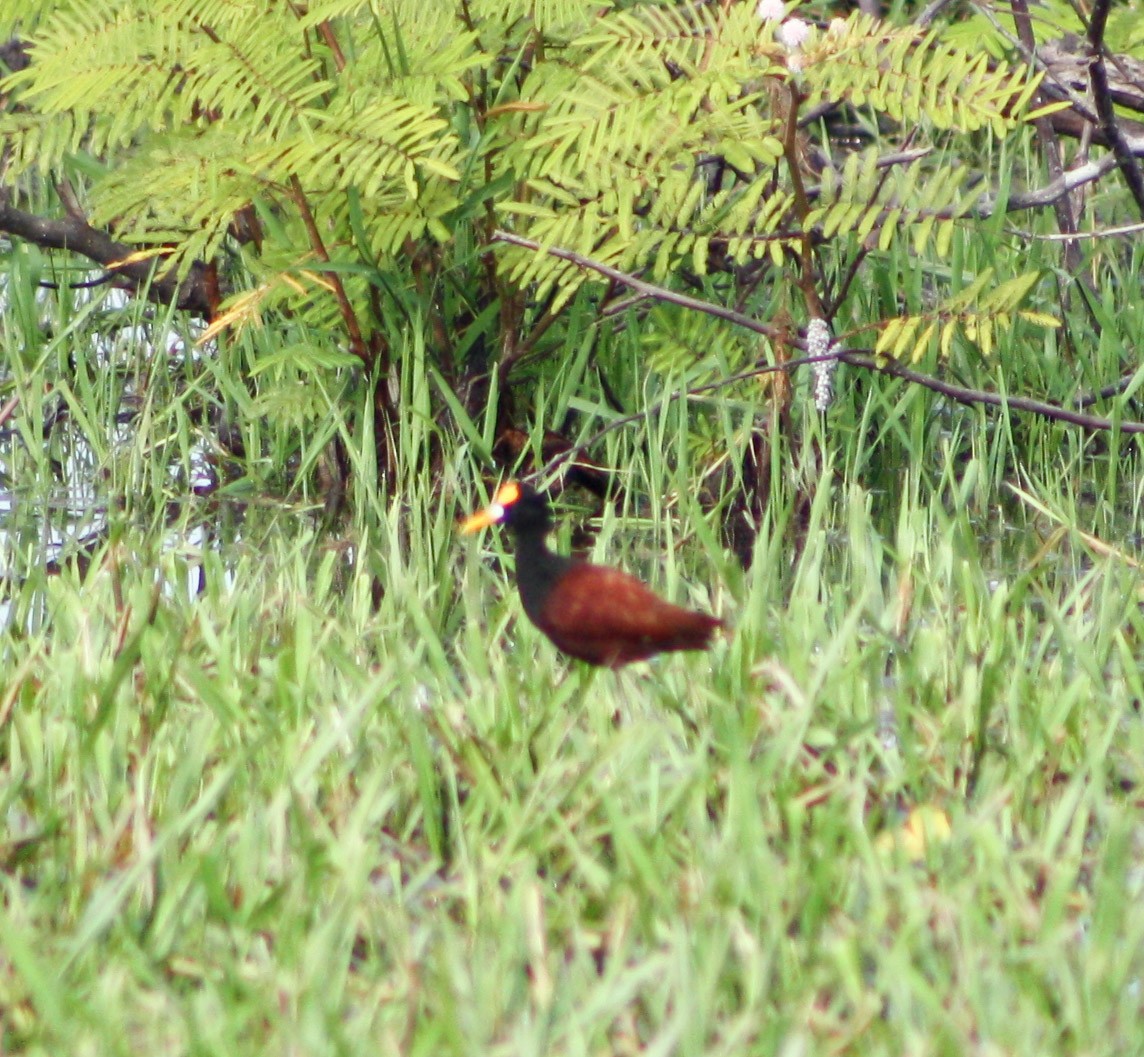 Northern Jacana - Serguei Alexander López Perez