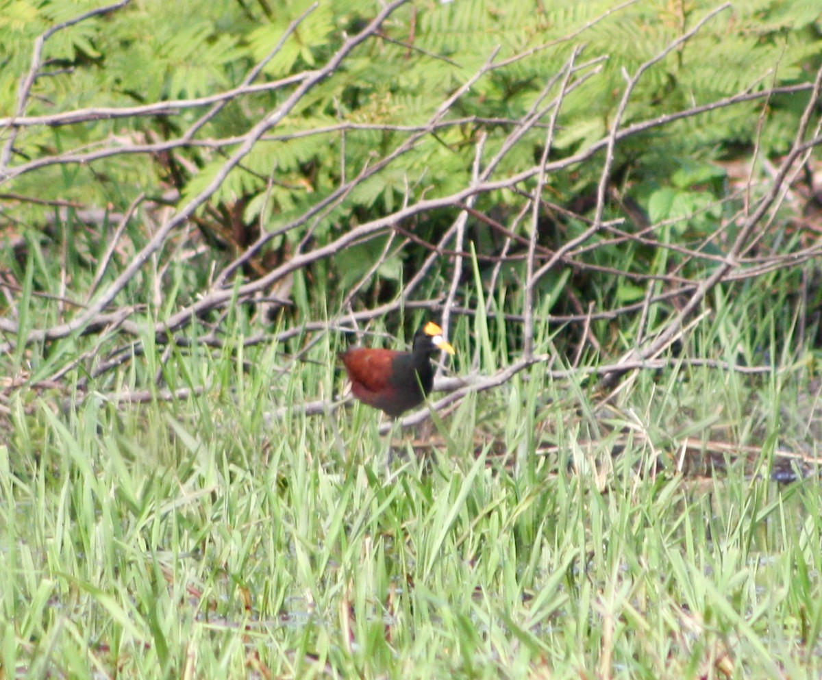 Northern Jacana - Serguei Alexander López Perez