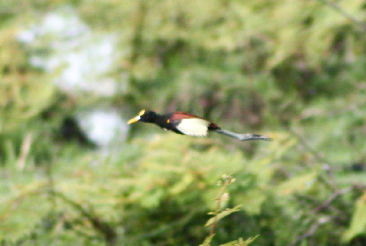 Northern Jacana - Serguei Alexander López Perez