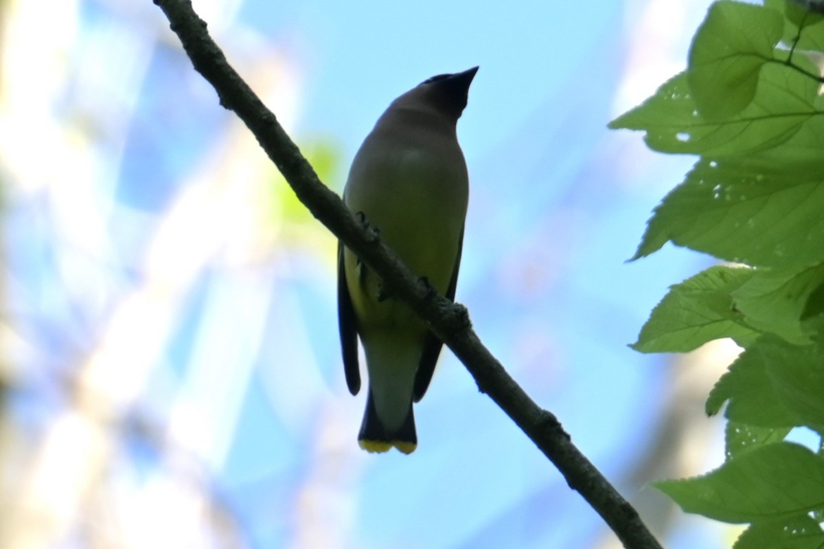 Cedar Waxwing - Nicolle and H-Boon Lee