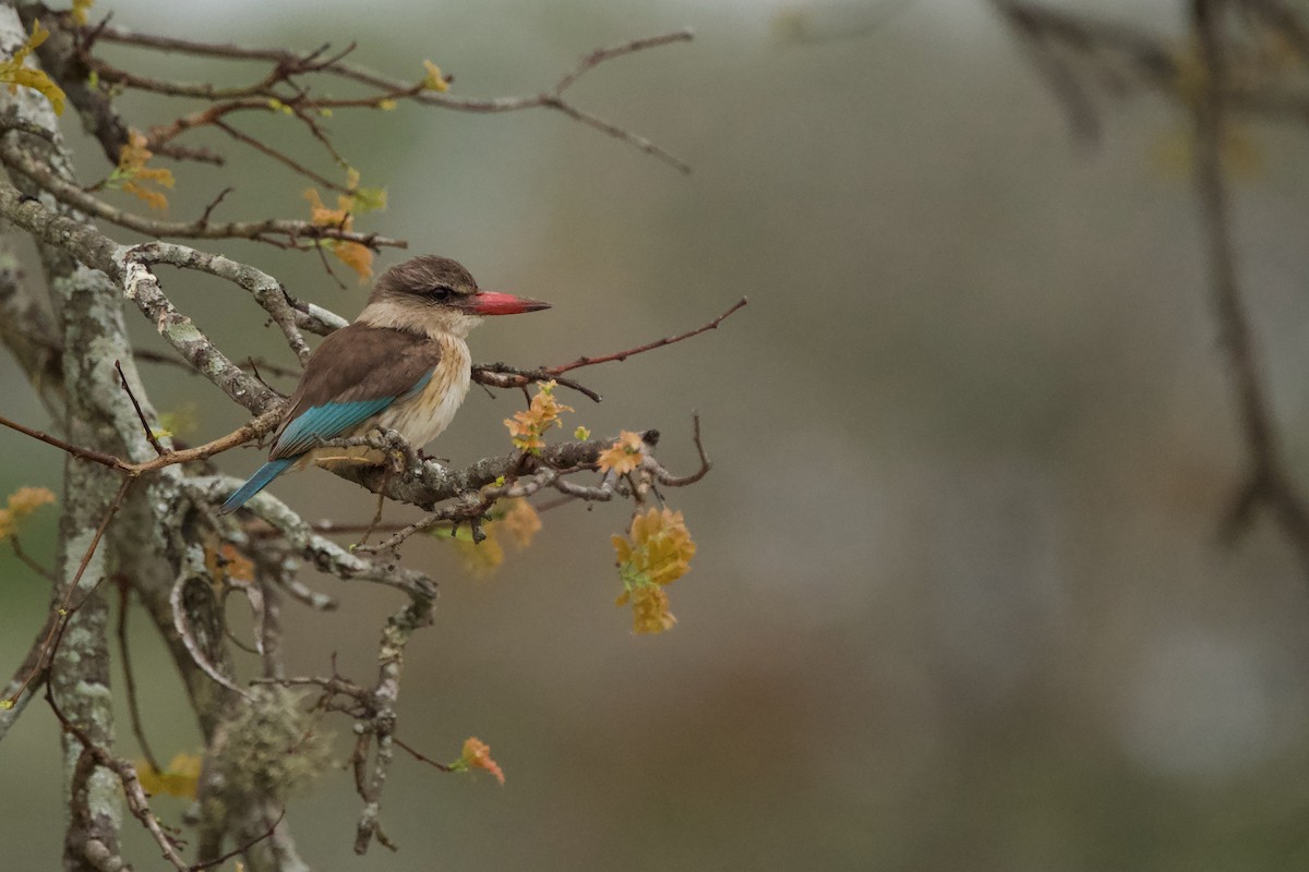 Brown-hooded Kingfisher - Nick Leiby