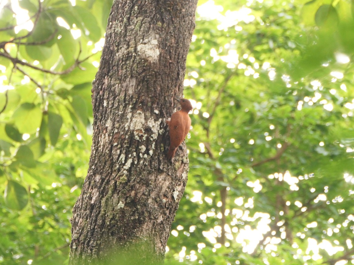 Rufous Woodpecker - Smitha Suresh