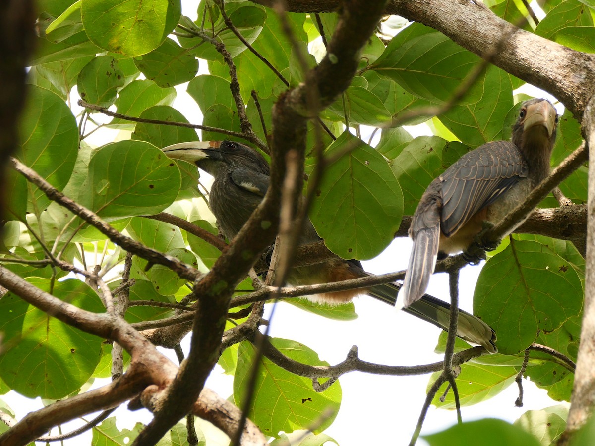 Malabar Gray Hornbill - Smitha Suresh