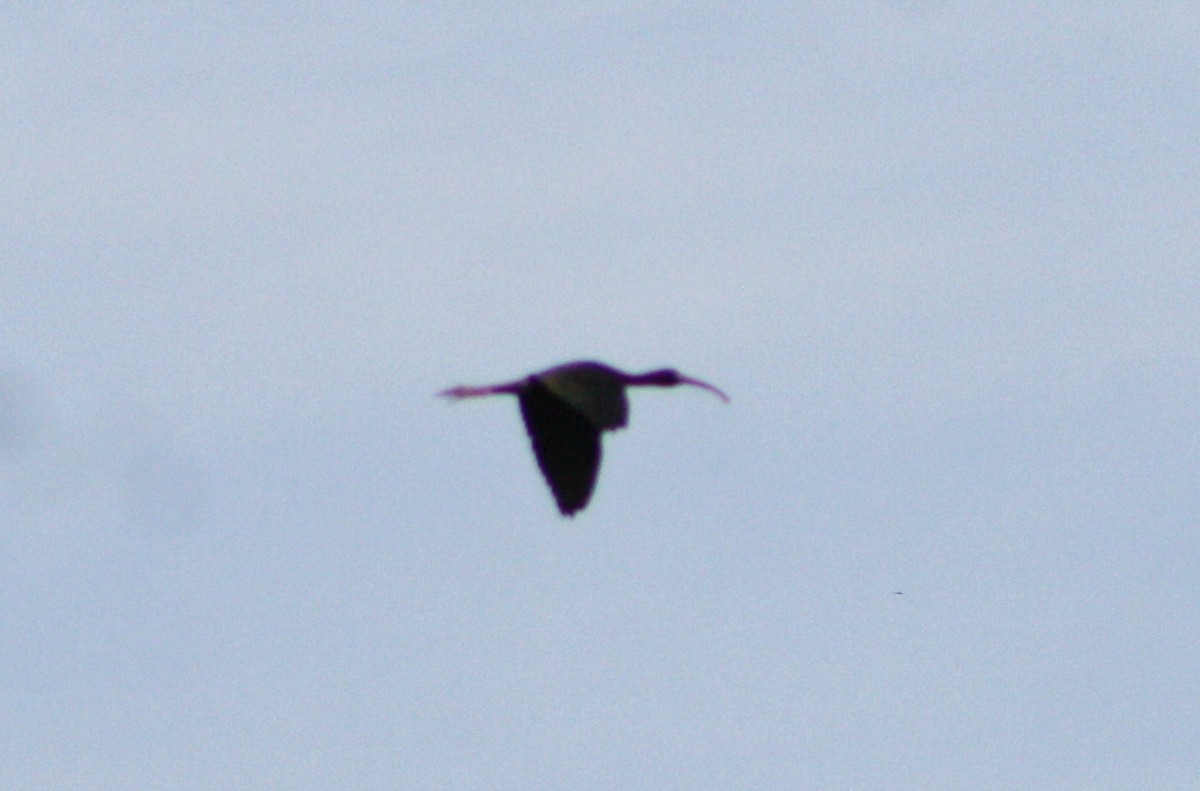 Glossy Ibis - Serguei Alexander López Perez