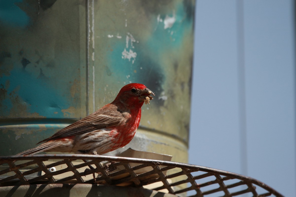 House Finch - Jesse Pline