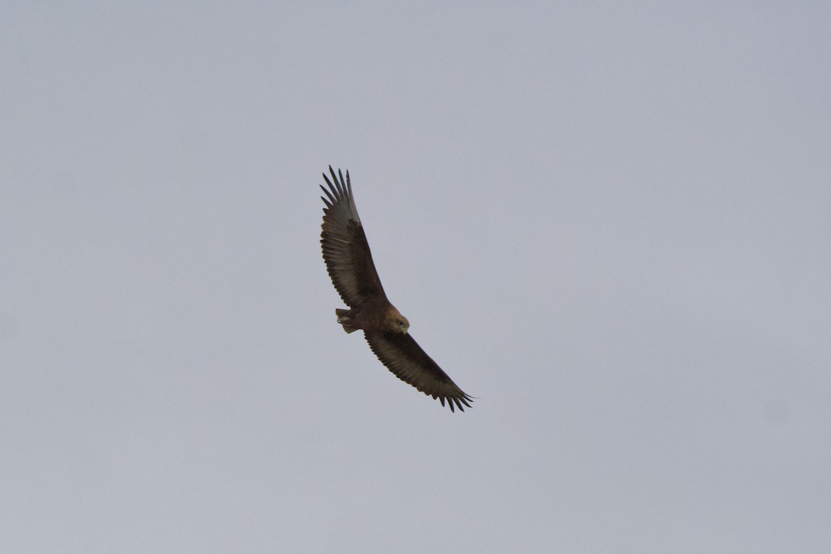 Bateleur - Nick Leiby