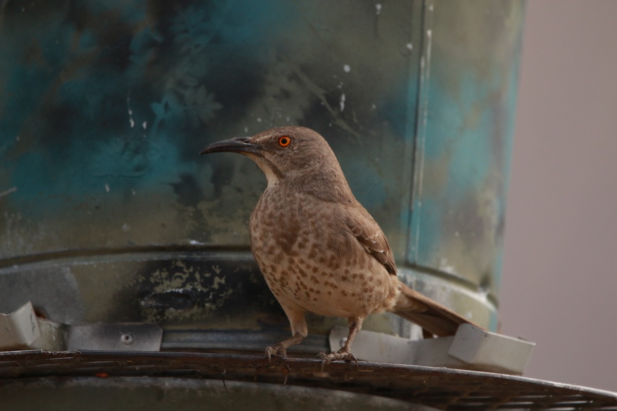 Curve-billed Thrasher - Jesse Pline