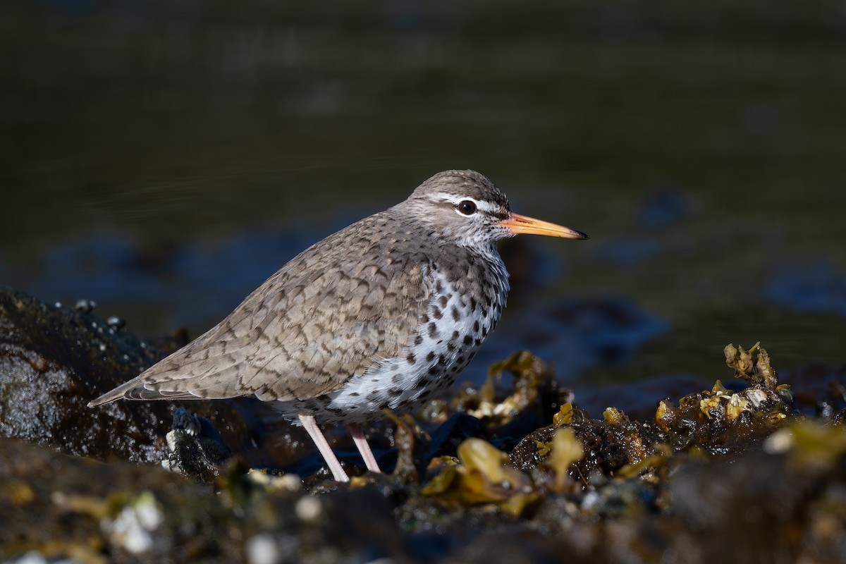 Spotted Sandpiper - Steve Heinl