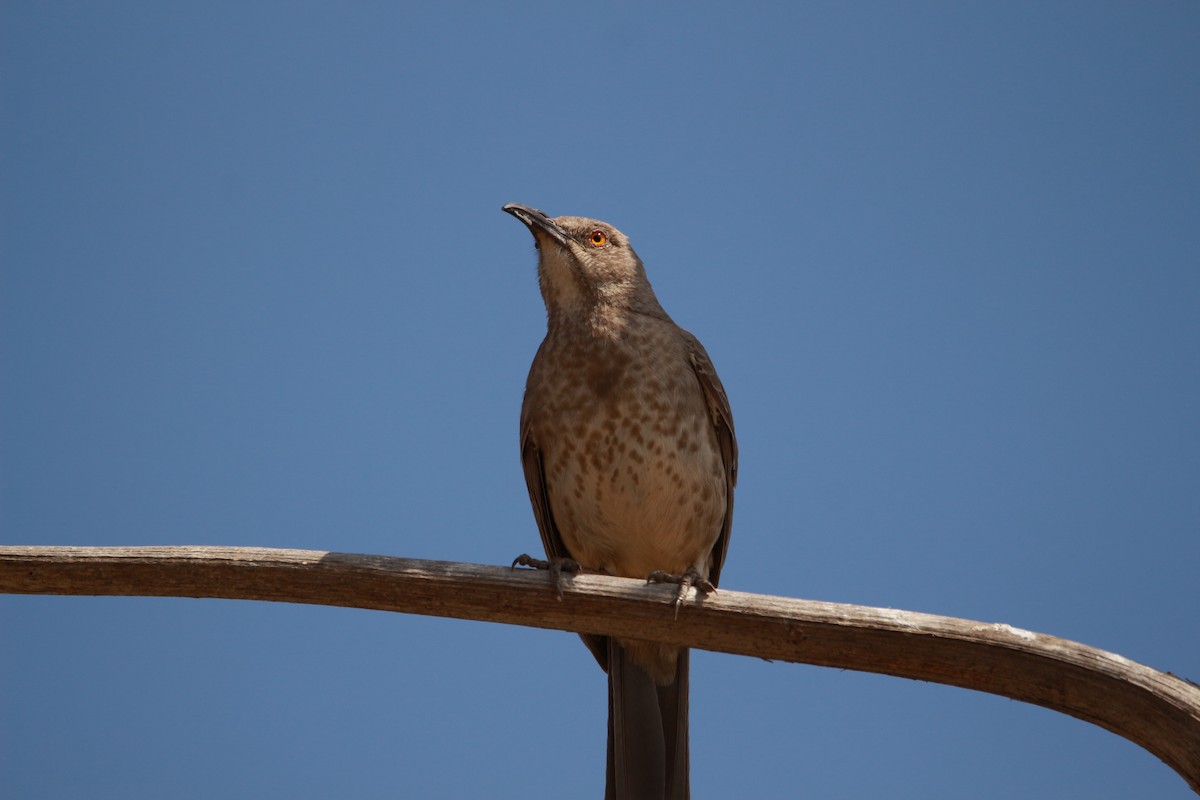 Curve-billed Thrasher - Jesse Pline