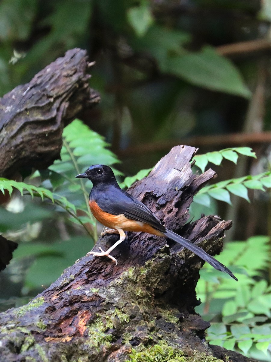 White-rumped Shama - Matthias Alberti