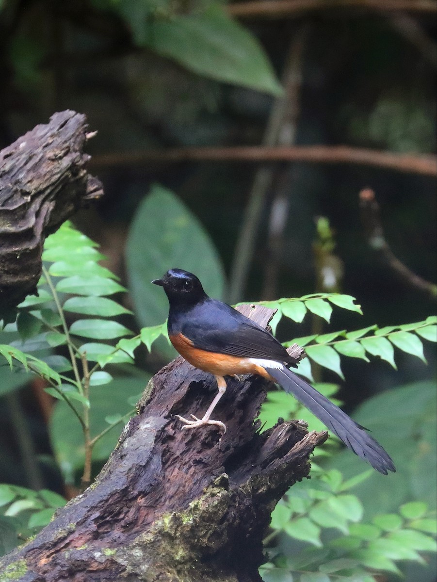 White-rumped Shama - Matthias Alberti