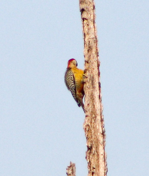 West Indian Woodpecker - Serguei Alexander López Perez