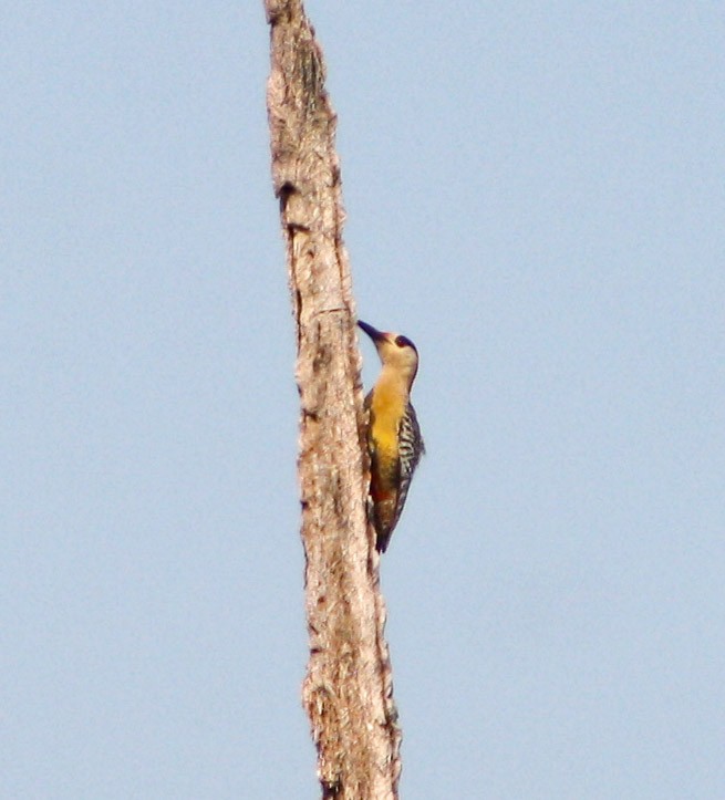 West Indian Woodpecker - Serguei Alexander López Perez