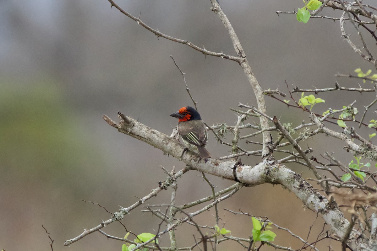 Kara Kolyeli Barbet - ML619474006