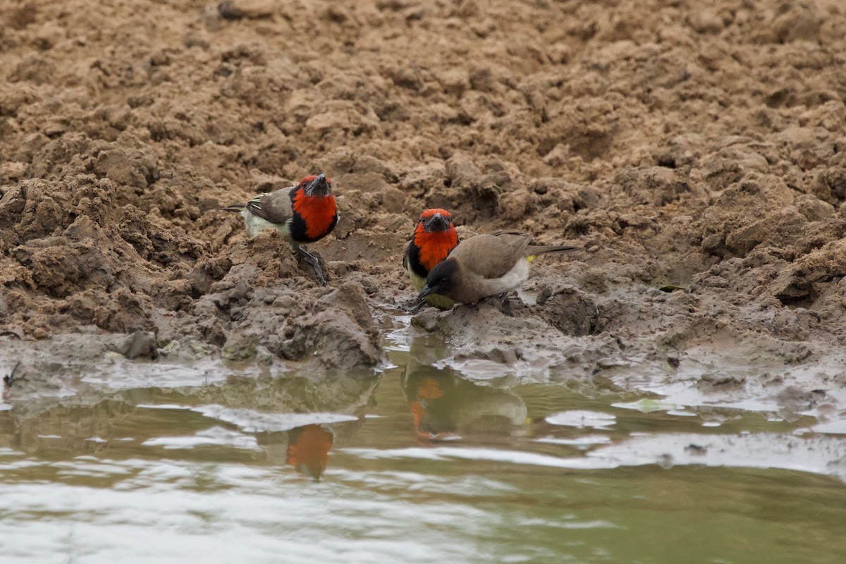 Black-collared Barbet - Nick Leiby