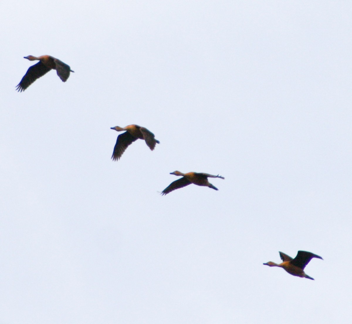 Fulvous Whistling-Duck - Serguei Alexander López Perez