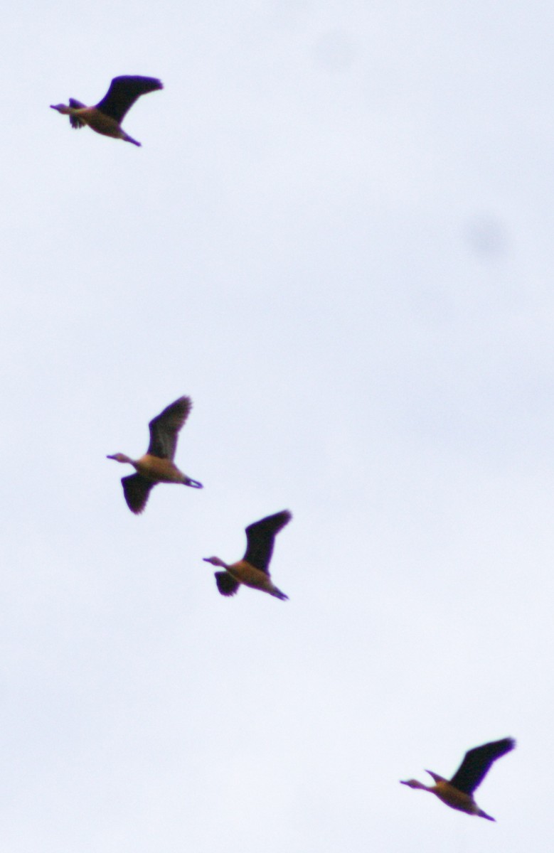 Fulvous Whistling-Duck - Serguei Alexander López Perez