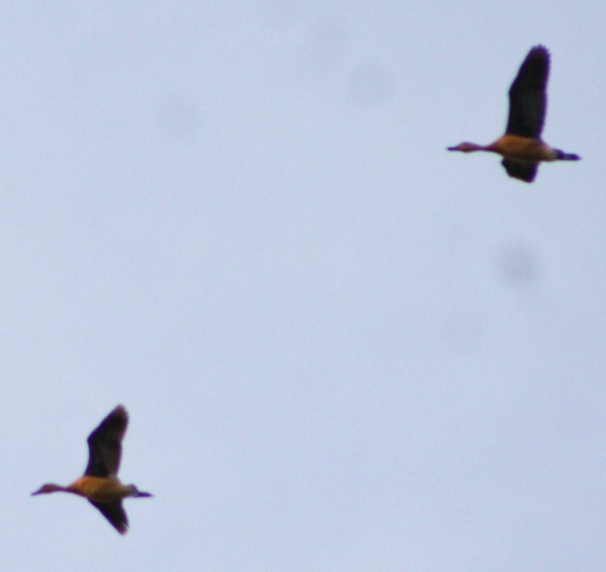 Fulvous Whistling-Duck - Serguei Alexander López Perez