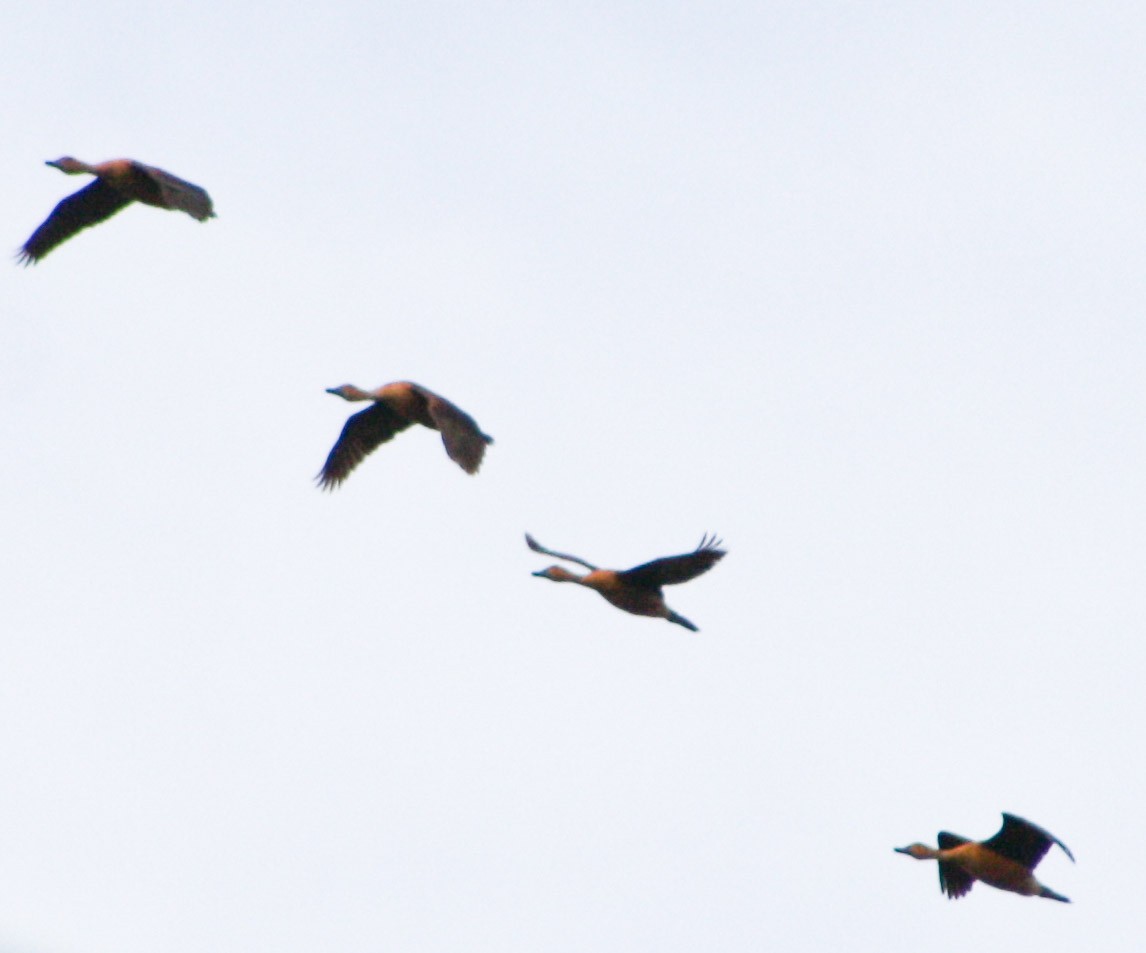 Fulvous Whistling-Duck - Serguei Alexander López Perez