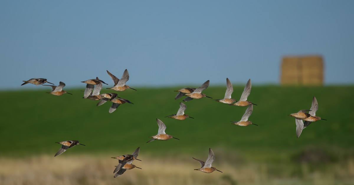 Long-billed Dowitcher - Matt Yawney