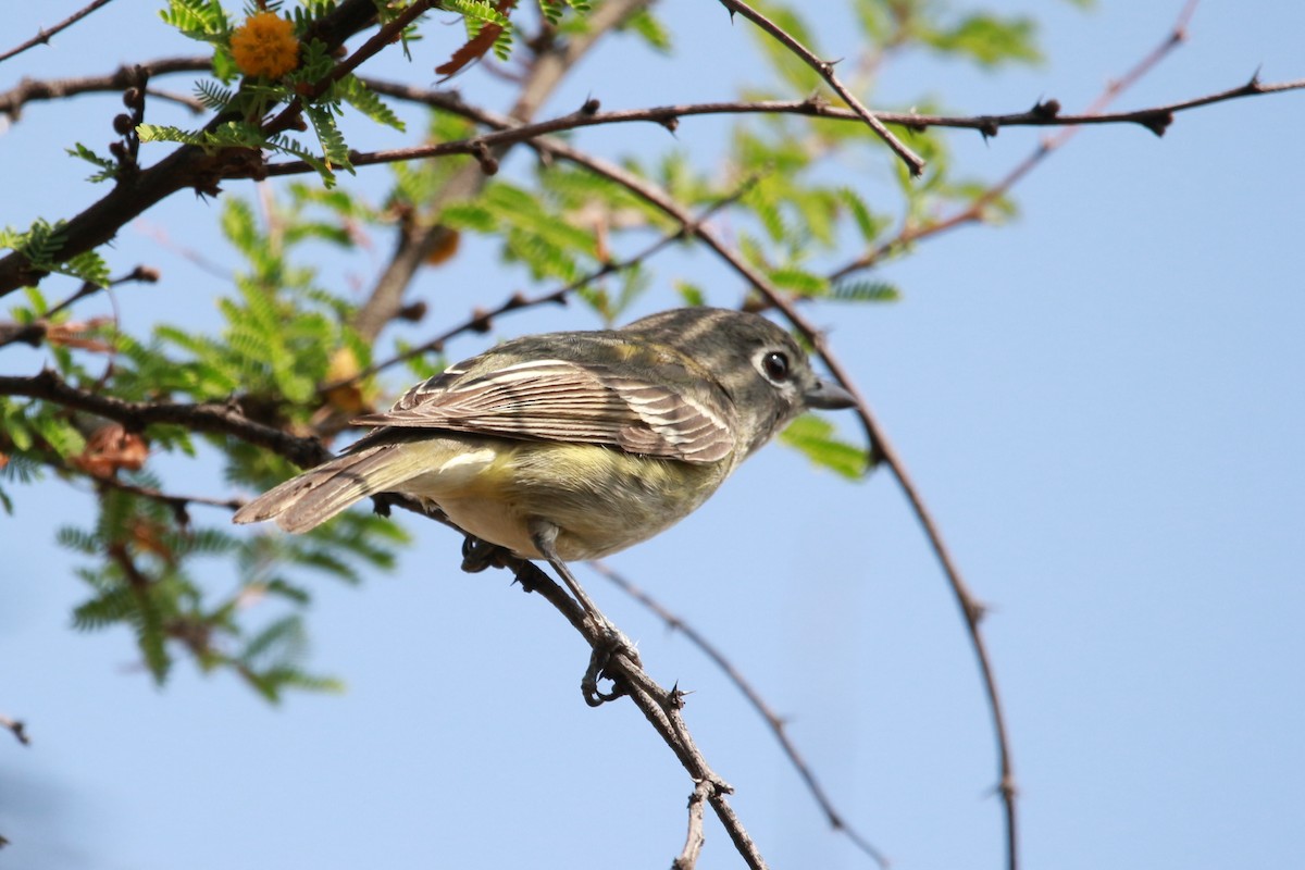 Cassin's Vireo - Jesse Pline