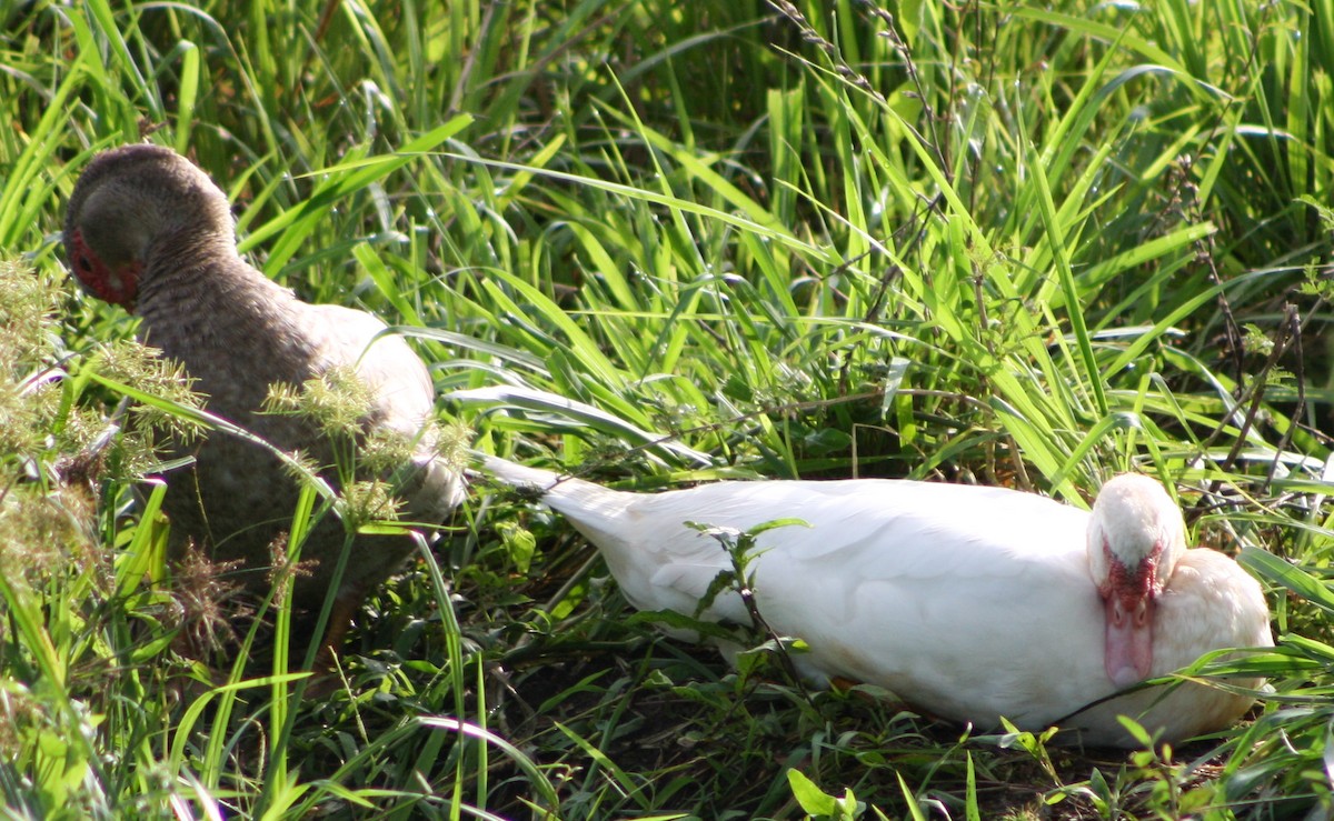 Muscovy Duck (Domestic type) - Serguei Alexander López Perez