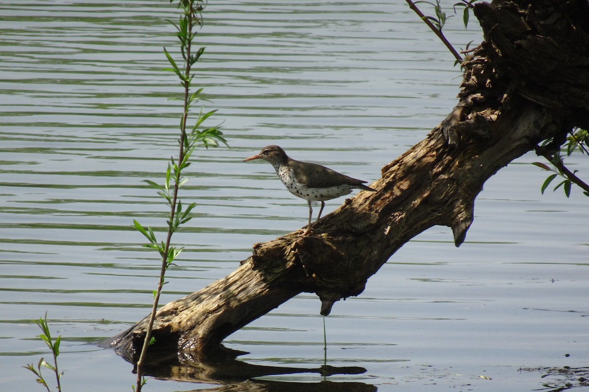 Spotted Sandpiper - Faelle Harvey