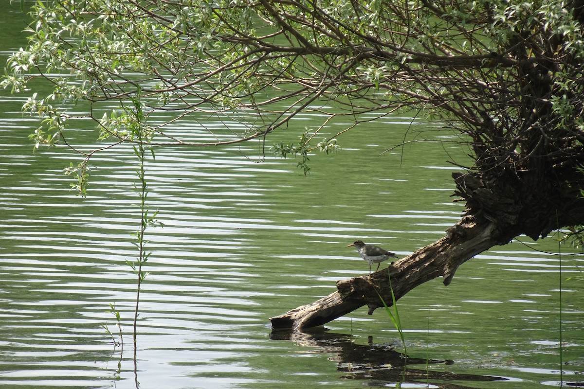 Spotted Sandpiper - Faelle Harvey