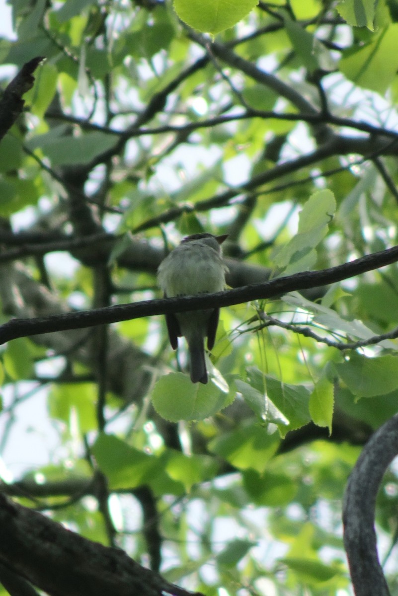 Least Flycatcher - Faelle Harvey