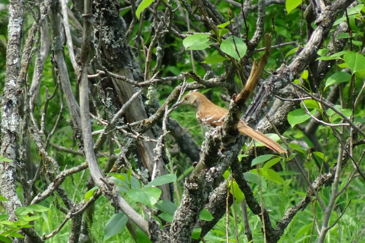 Brown Thrasher - Faelle Harvey