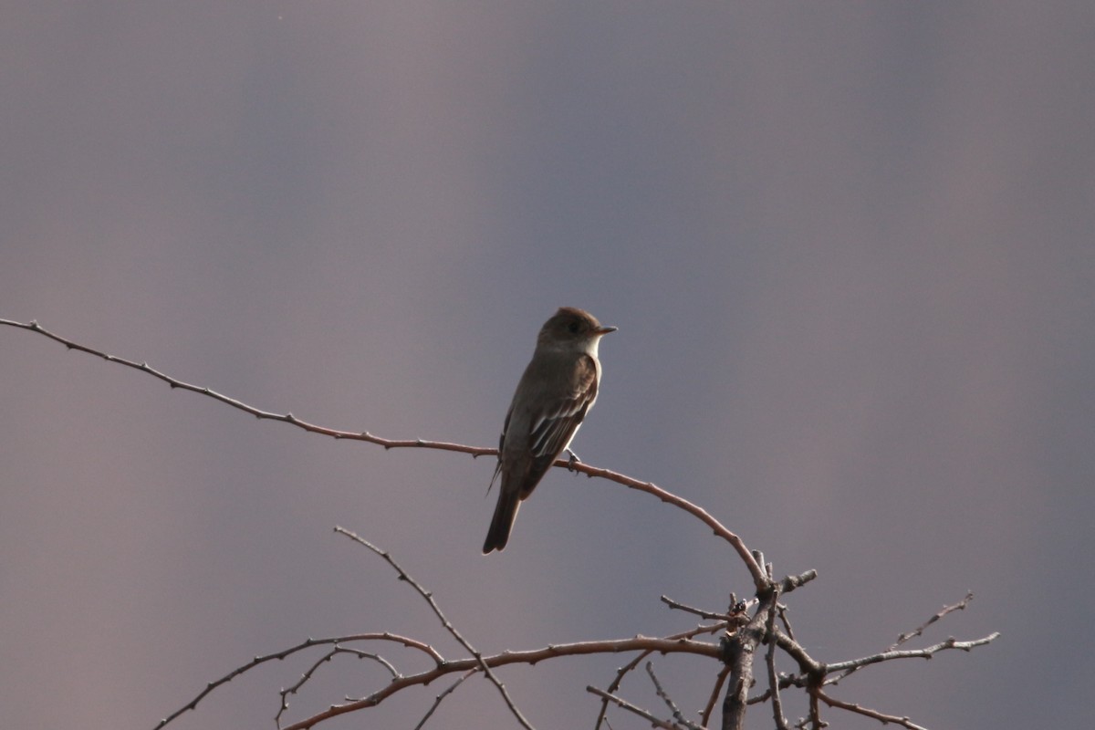 Western Wood-Pewee - Jesse Pline