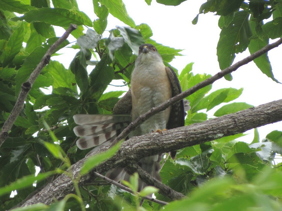 Japanese Sparrowhawk - HITOSHI IIZUMI