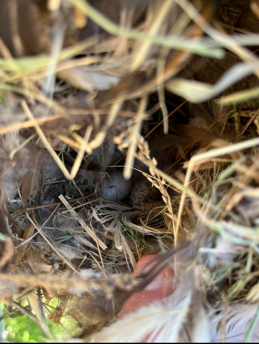 House Sparrow - ML619474042