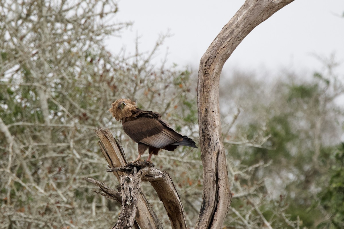 Águila Volatinera - ML619474044