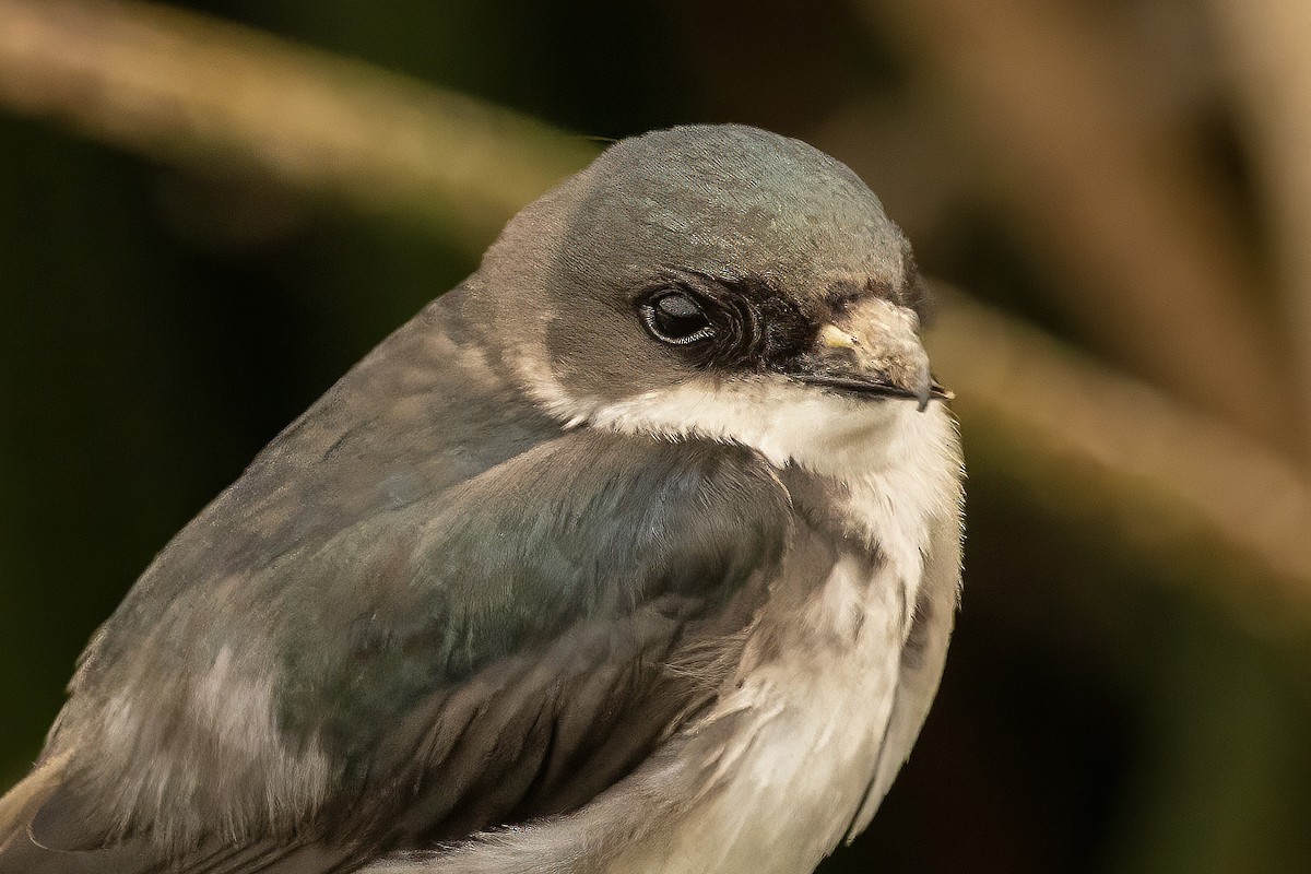 Tree Swallow - marlin harms