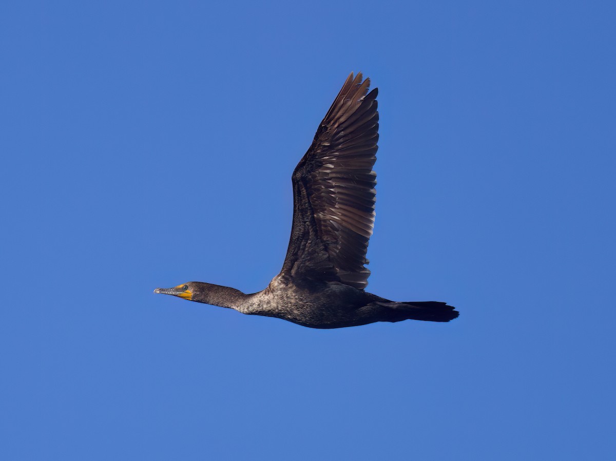 Double-crested Cormorant - Matt Yawney