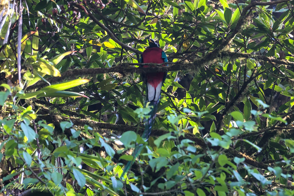 Resplendent Quetzal - Hugues Debeyser