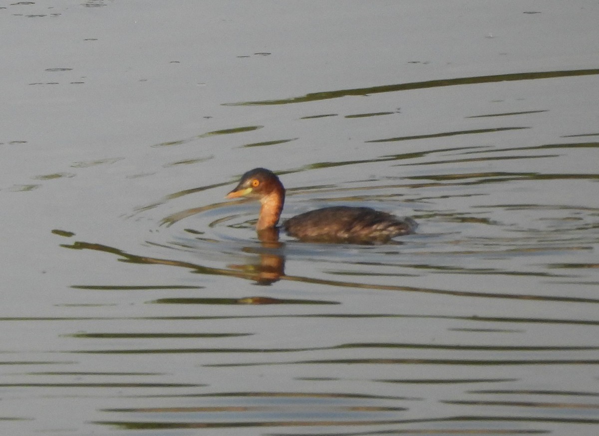 Little Grebe - ML619474055