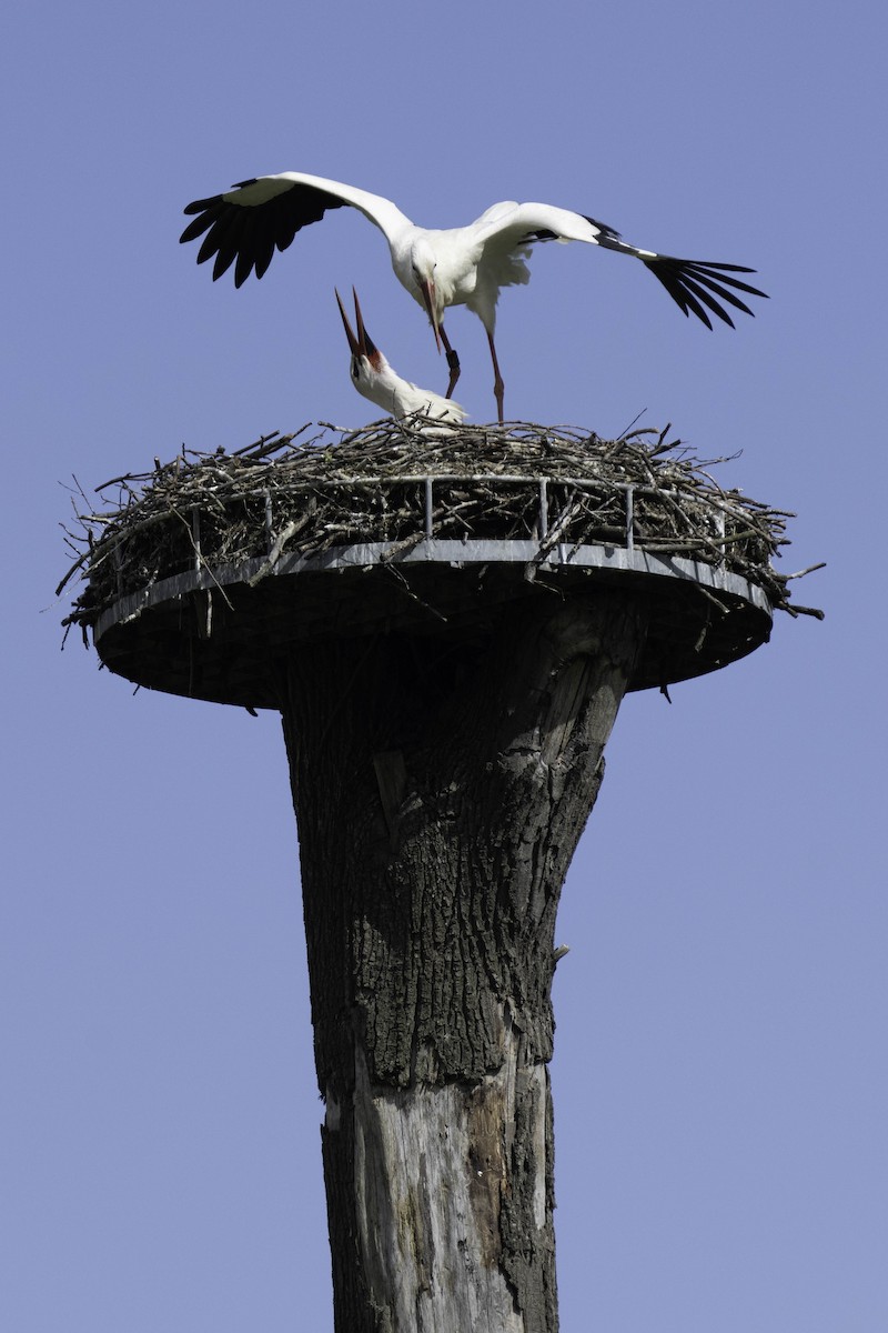 White Stork - Holger Schneider