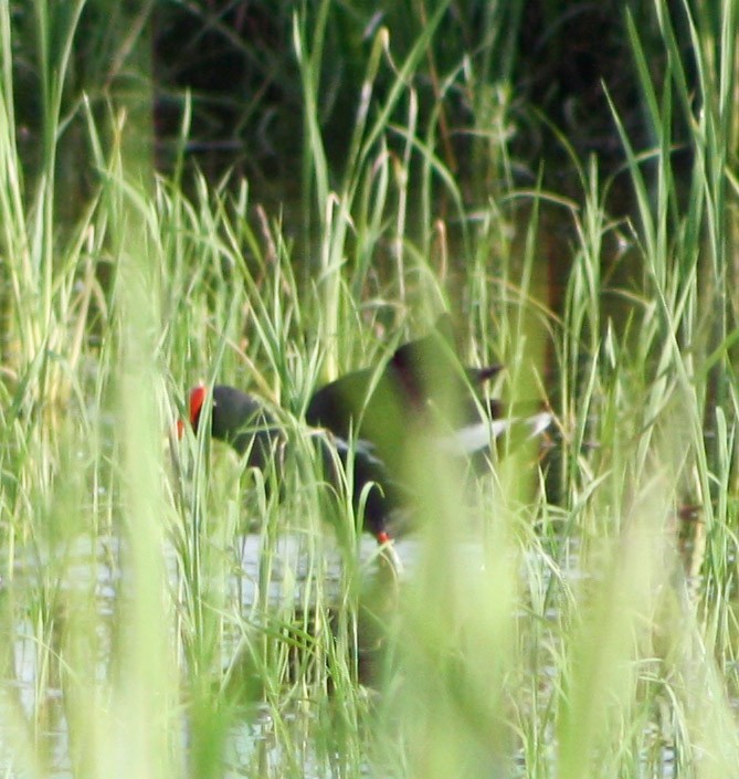 Common Gallinule - Serguei Alexander López Perez